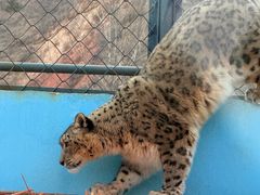 -青藏高原野生动物园