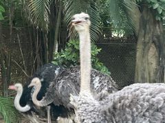-广州长隆飞鸟乐园