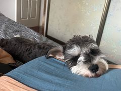 -佳雯宠物医院(四明中路分院)