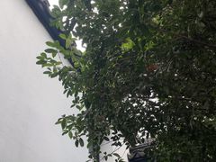 -南京市民俗博物馆(甘熙故居)