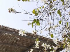 -红山村