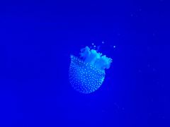 罗源湾海洋世界-福州罗源湾海洋世界旅游区