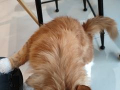 -平行世界·猫咖(首经贸店)