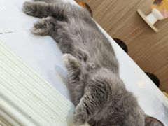 -COLOR PETS 撸猫馆·购猫·猫咖(长风大悦城店)