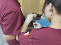 -美联众合爱康动物医院•复杂内科•肿瘤科•牙科•腔镜诊疗中心