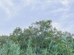 -塘栖枇杷特色园区