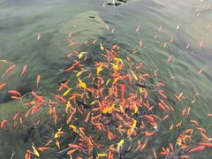 -荷兰花海