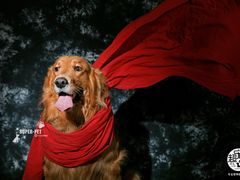 -超宠爱宠物摄影-Super pet