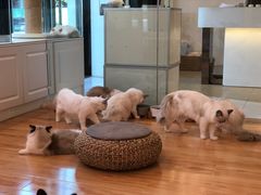 -momokira米努特·德文卷毛猫·棉花面纱犬