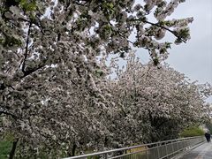 -海棠花溪(元大都城垣遗址公园)