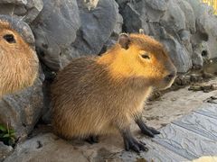 -合肥野生动物园