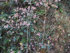 -梧桐山风景名胜区