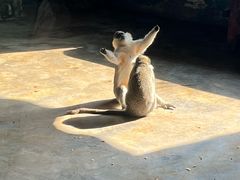 -大连森林动物园