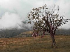 -硗碛藏寨·神木垒景区