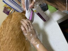 -宠爱国际动物医院· 猫科· 外科·中兽医(长白店)