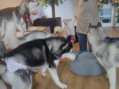 -Husky Go! 哈士奇体验馆·宠物咖啡厅狗咖