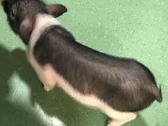 -藦茜花园宠物主题亲子互动体验馆(国顺东路店)