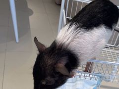 -怪兽屋·羊驼·猫咖·狗咖(俊华广场店)