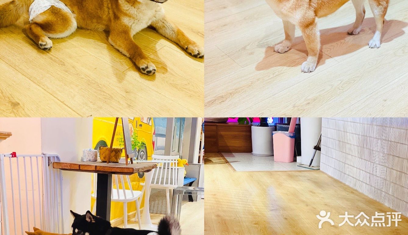 可以边吃边撸狗的柴犬咖啡厅