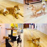 可以边吃边撸狗的柴犬咖啡厅