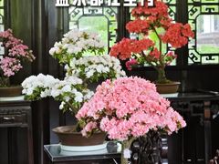 -上海醉白池公园