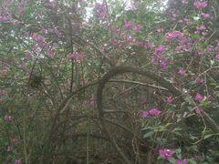 -金鸡山公园