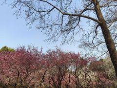 -杭州植物园