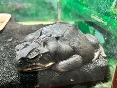 -上海大自然野生昆虫馆(东方明珠·爬宠昆虫探索中心)