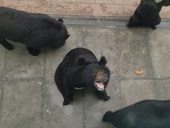 -西霞口神雕山野生动物世界