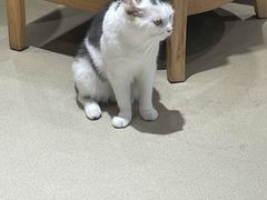 -藏猫猫咖啡主题馆(中央大道店)