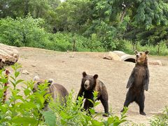 -沈阳森林动物园
