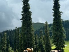 -新疆那拉提国家旅游度假区