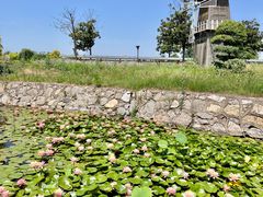 -灵山莲花公园-温泉度假区