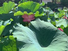 -龚家花园农家乐休闲别墅