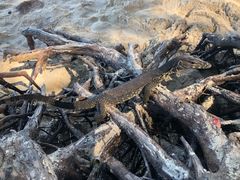 -东姑阿都拉曼海洋公园