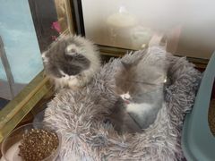 -糯米喵星人总部直营旗舰店·猫舍·幼猫出售