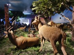 -国家自然博物馆