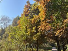 -溱湖国家湿地公园