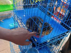 -清平路水族市场