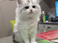 -四月宠物医院·猫专科·心脏专科·内科(转塘店)