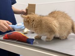 -宠物星动物医院·眼科·异宠·猫科(江南大道总院)