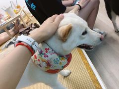 -柴迷FANS CLUB·柴犬狗咖·猫咖