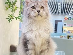 -lincat·猫舍(广州店)