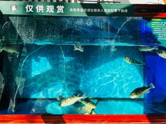 -肆月河豚·新淮扬(金融街店)