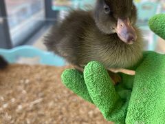 -怪兽屋·羊驼·猫咖·狗咖(俊华广场店)