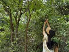 -高荡千年布依古寨旅游景区