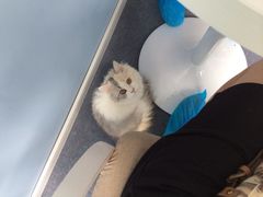 iphone_upload_pic-喵的天空名猫咖啡馆·撸猫·猫舍·用品