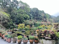 -梧桐山风景名胜区