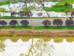 -会仙湿地
