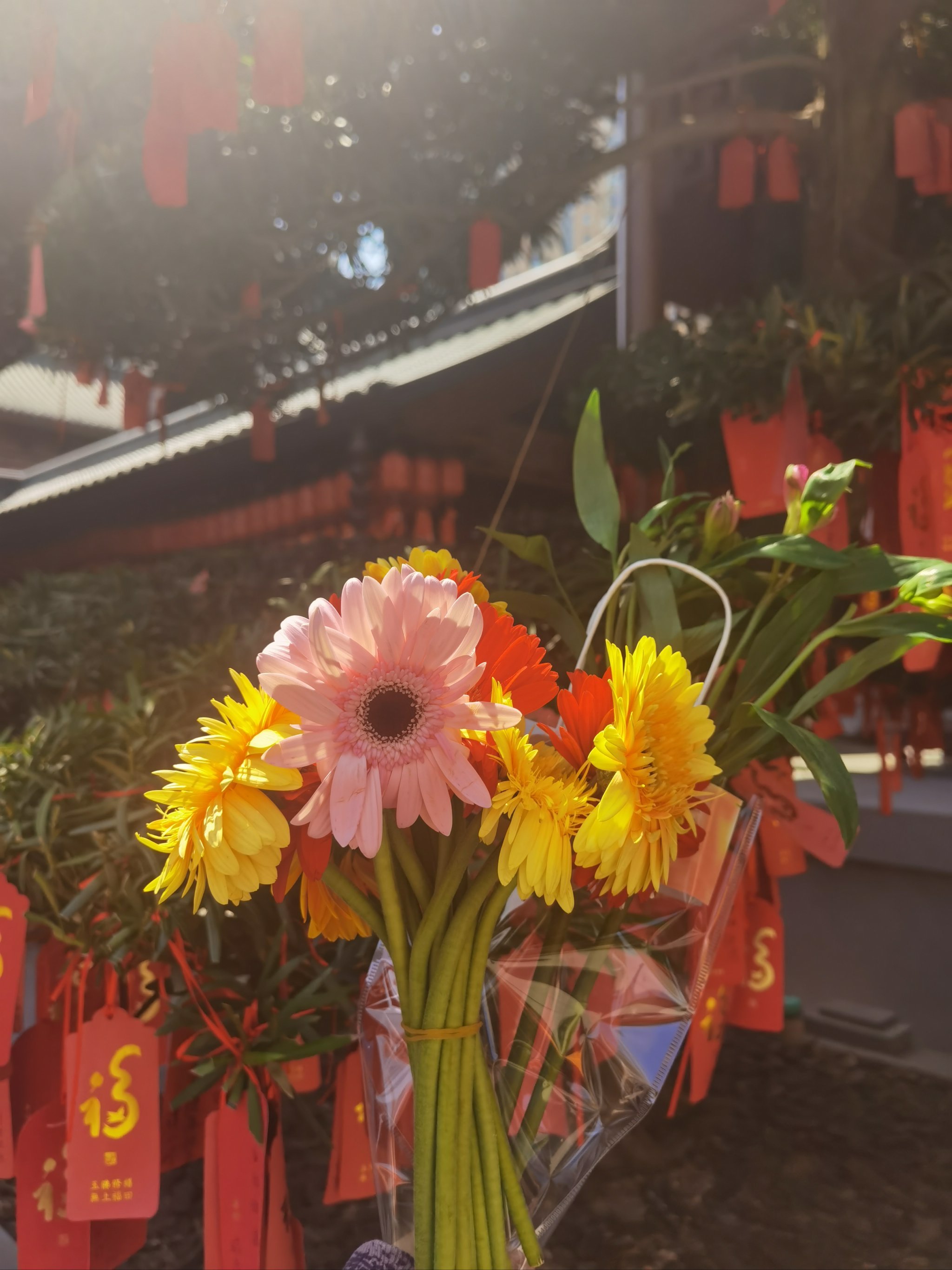 春天,到玉佛寺寻花🌸去,大众点评借花献佛